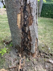 Brandkrustenpilz an einem Bergahorn